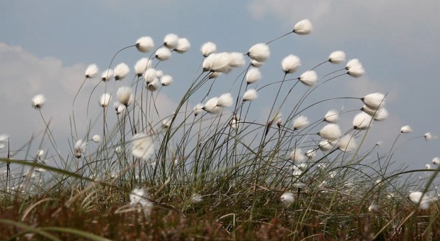WARNER, Simon. 50Steps_CottonGrass