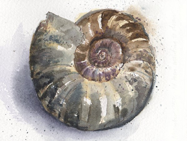 rehmat-deborah-ammonite-from-whitby